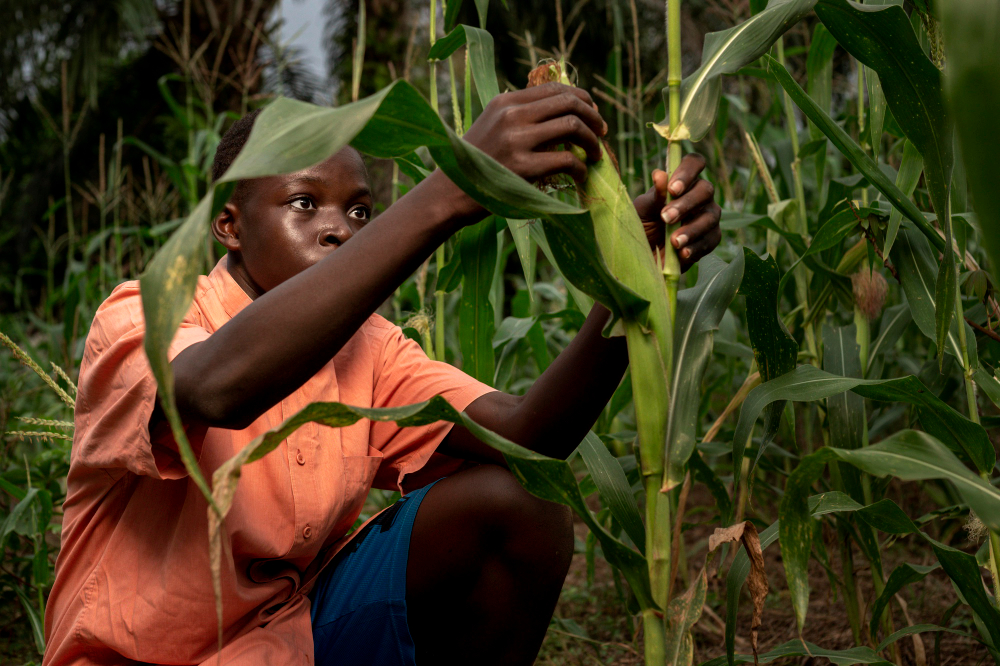 A farmer tending maize crops in a Zimbabwean field